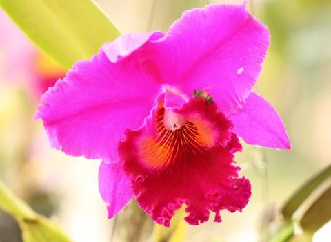 Pink Orchid Stock Photos