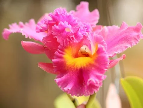 Pink Orchid Stock Photos