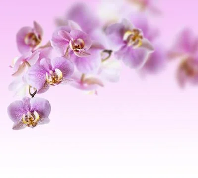 Pink orchid Stock Photos