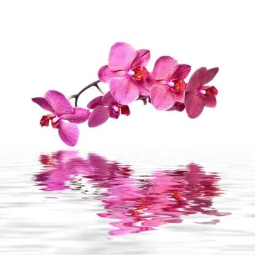 Pink Orchid Stock Photos