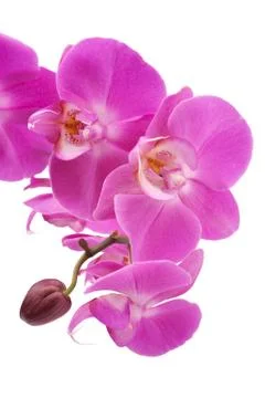 Pink orchid Stock Photos