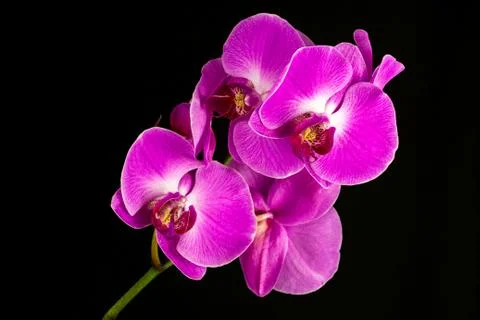 Pink orchid Foto stock