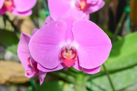 The pink orchid Stock Photos