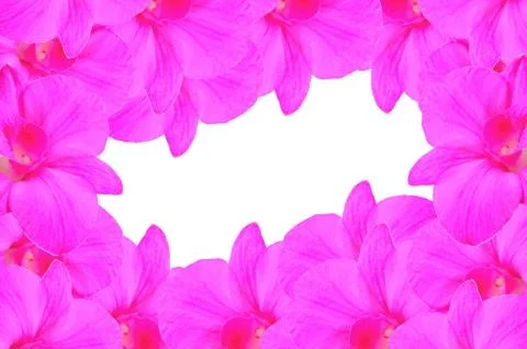Pink orchid Stock Photos