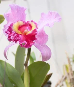 Pink orchid Stock Photos