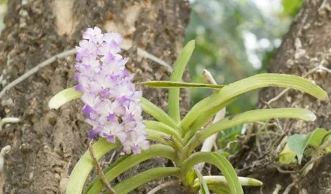 Pink orchid Stock Photos