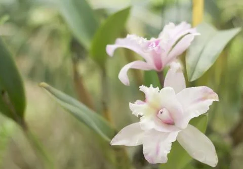 Pink orchid Stock Photos