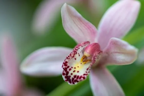 Pink Orchid Stock Photos