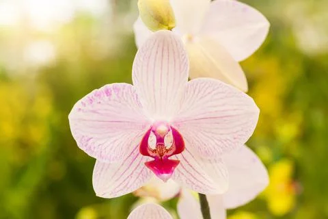 Pink orchid Stock Photos