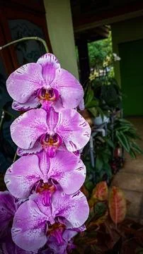 The pink orchid Stock Photos