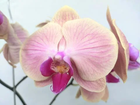 Pink Orchid Stock Photos