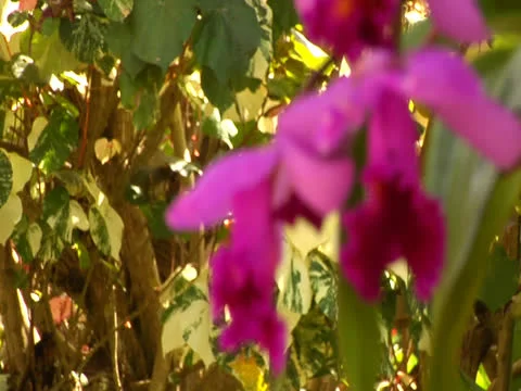 Pink Orchid (Rack) Stock Footage 26440909