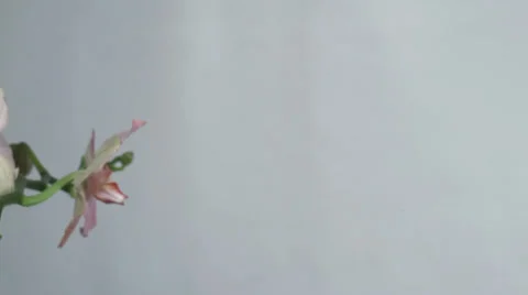 Pink orchid rotating Stock Footage 32668517