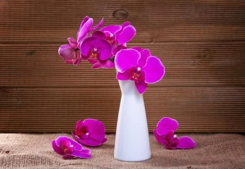 Pink orchid on a rustic background Stock Photos