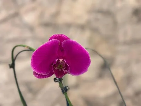 Pink orchid in soft focus Stock Photos