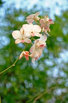Pink orchid split from background Stock Photos