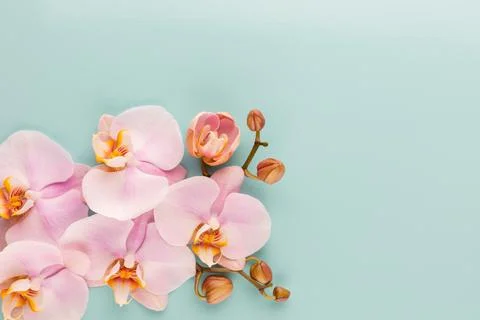 Pink orchid theme objects on pastel background. Stock Photos
