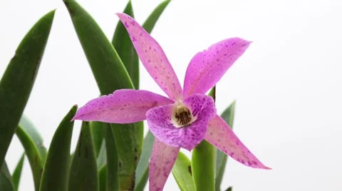 Pink Orchid Time Lapse Stock Footage 7132226