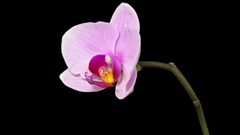 Pink orchid timelapse on black Stock Footage 341680760