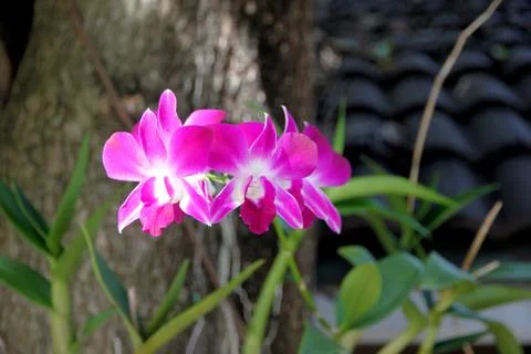 Pink orchid on tree. Stock Photos