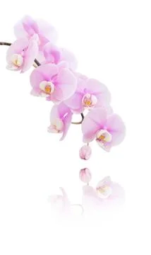 Pink orchid on a white background 스톡 사진