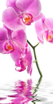 Pink Orchid on white background with reflection Stock Photos