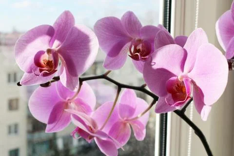 Pink orchid on the window Stock Photos