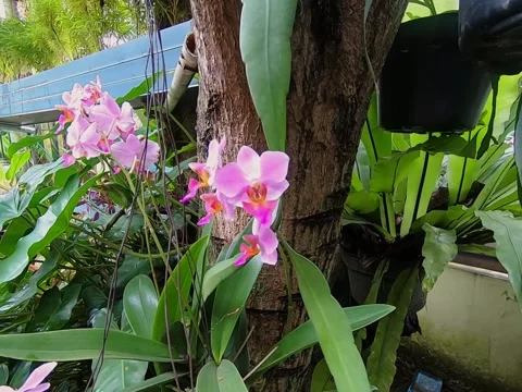 Pink Orchids Attach to A Tree During Daytime Stock Footage 151243047