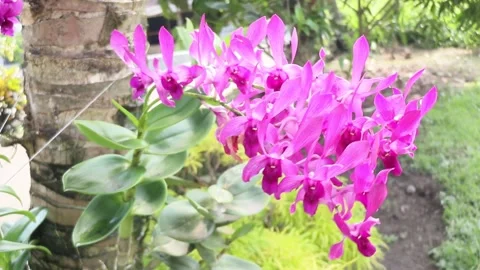 Pink orchids attached to the trunk of a coconut tree Stock Footage 273140606