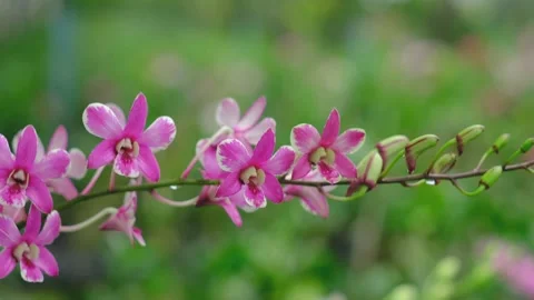 Pink orchids bloom in the garden. Stock Footage 140796165