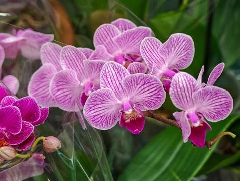 Pink Orchids in Bloom Stock Photos