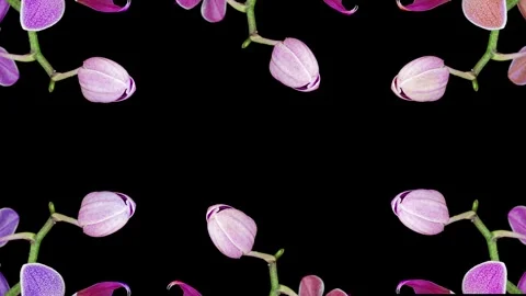 Pink orchids bloomed on a black background. Time lapse, close-up. Wedding Stock Footage 255374392