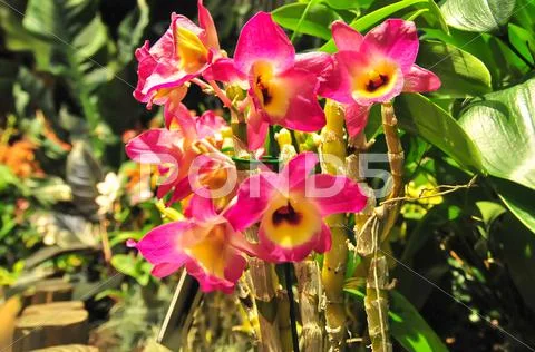 Pink orchids blooming in backyard garden Stock Photos