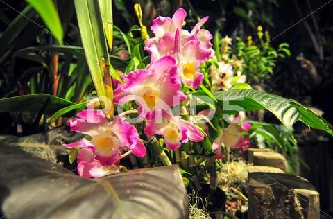 Pink orchids blooming in backyard garden Stock Photos