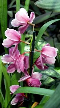 Pink orchids buds Stock Photos