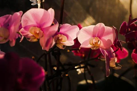  pink orchids close up Stock Photos