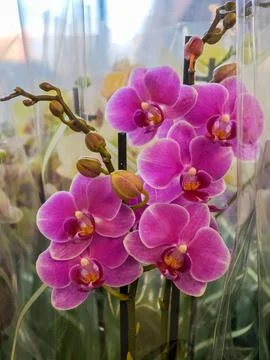 Pink Orchids on Display Stock Photos