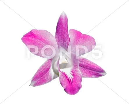 Pink orchids flower Stock Photos