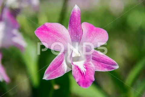 Pink orchids flower Stock Photos