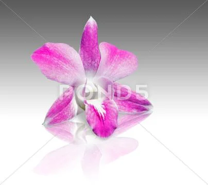 Pink orchids flower Stock Photos
