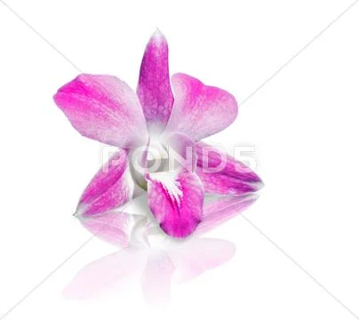 Pink orchids flower Stock Photos