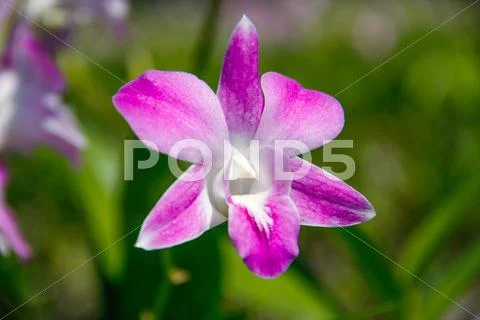 Pink orchids flower Stock Photos