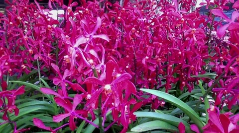 Pink Orchids Stock Footage 8508427
