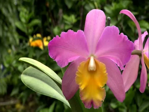 Pink Orchids Stock Footage 22242809