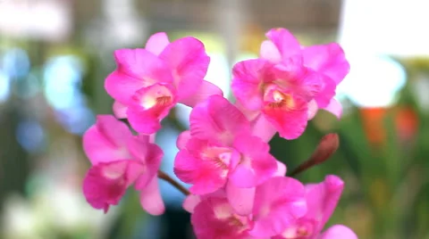 Pink orchids Video stock 40203848