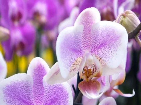 Pink orchids Stock Footage 82020145