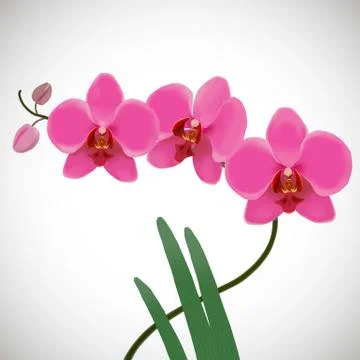 Pink orchids. Stock Illustration