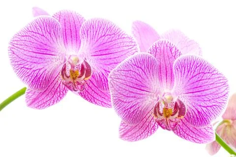 Pink orchids  isolated Stock Photos