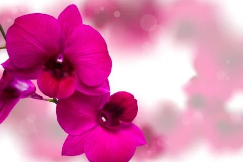 Pink orchids. Stock Photos