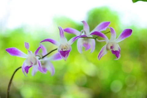 Pink orchids Stock Photos